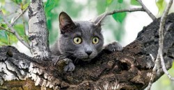 На Днепропетровщине спасли котика, застрявшего на высоком дереве (ФОТО) - рис. 5