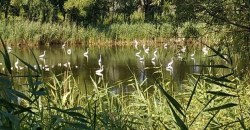 Красота природы: в Днепре на озере Курячем поселились десятки цапель - рис. 1
