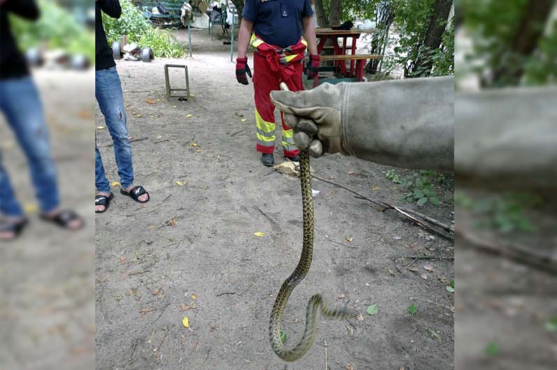 В Днепре на детской площадке ползала змея (ФОТО) - рис. 1
