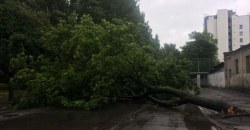 В Днепре на проезжую часть рухнуло дерево (ФОТО) - рис. 9