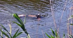 Под Днепром в реке утонул мужчина - рис. 20