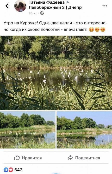 Красота природы: в Днепре на озере Курячем поселились десятки цапель - рис. 3