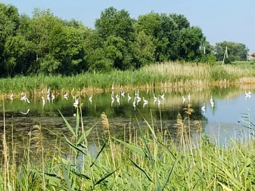 Красота природы: в Днепре на озере Курячем поселились десятки цапель - рис. 2