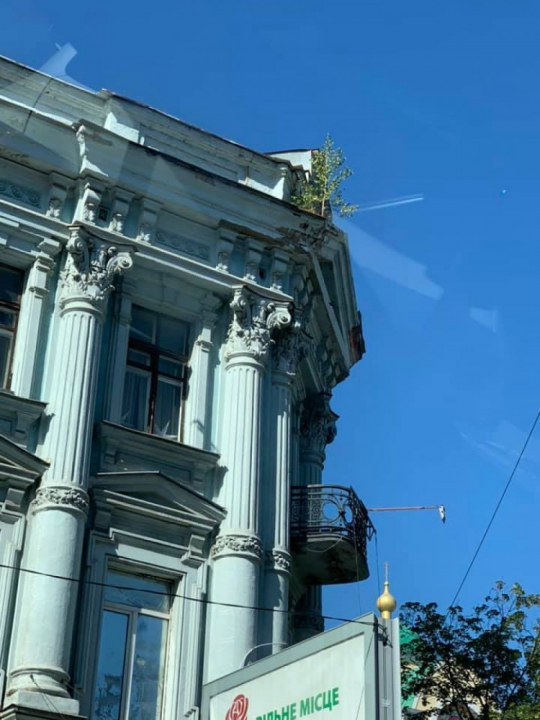 В Днепре на фасаде здания выросло дерево