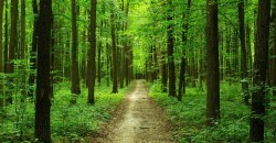 В Днепропетровской области запретили посещать леса - рис. 14