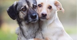 Оказались в ловушке: в Днепре спасли двух собак (ФОТО, ВИДЕО) - рис. 3