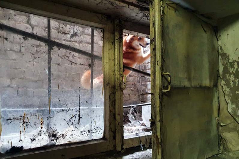В Днепре спасли собак, застрявших в подвале
