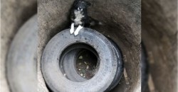 Застряла в яме: на Днепроптеровщине вызволили собаку из ловушки (ФОТО) - рис. 1