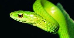 Нежданная гостья: в Днепре в одном из дворов поймали 1,5-метровую змею (ФОТО) - рис. 1