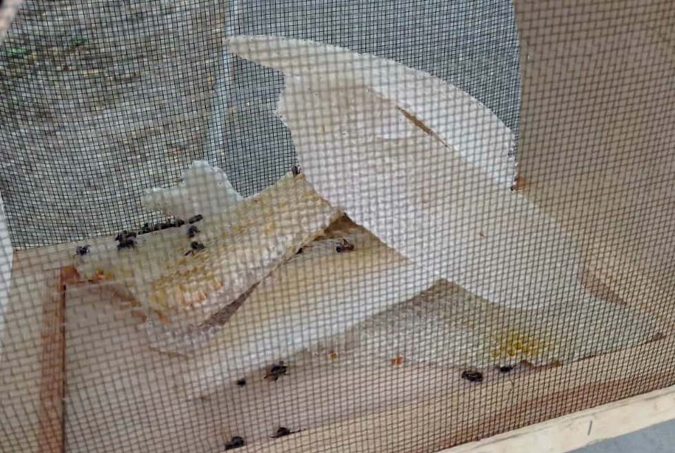 Рой пчёл поселился на стене жилого дома в Днепре (ФОТО) - рис. 2