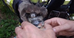 Спасти пернатого: в Днепре помогли стрижу, попавшему в беду (ФОТО) - рис. 7