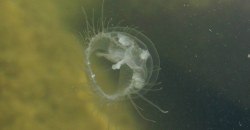 В Каменском в реке обнаружили пресноводных медуз (ФОТО) - рис. 4