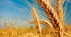 Жатва в разгаре: сколько тонн зерновых культур собрали в Днепропетровской области - рис. 10
