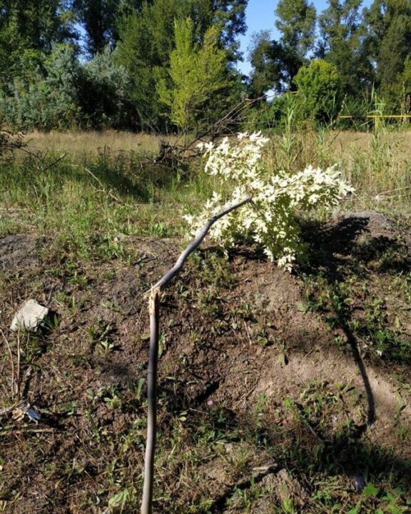 В Днепре неизвестные изуродовали молодую рощу - рис. 2