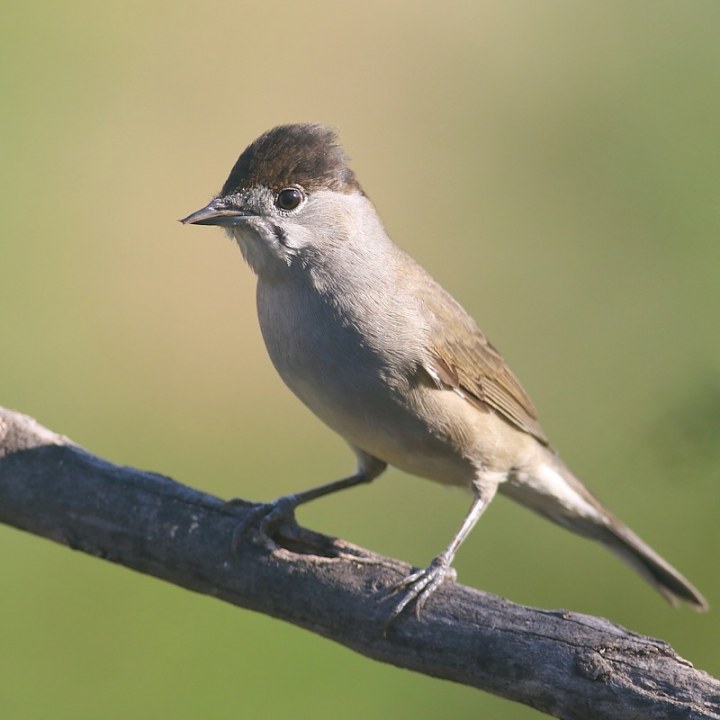 В Днепре заметили редкую птицу: она умеет имитировать человеческую речь (ФОТО) - рис. 1