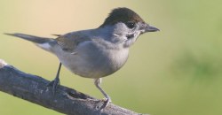 В Днепре заметили редкую птицу: она умеет имитировать человеческую речь (ФОТО) - рис. 2