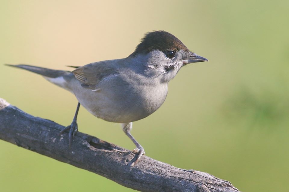В Днепре заметили редкую птицу: она умеет имитировать человеческую речь (ФОТО) - рис. 2