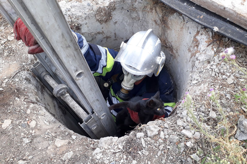 Под Днепром спасатели вытащили кота из 6-метрового колодца - рис. 1