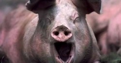 В поле под Днепром нашли трупы чумных свиней - рис. 9