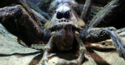 Опасно, но не смертельно: в Днепре на Тополе обнаружили огромного паука - рис. 10