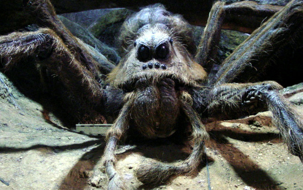 Опасно, но не смертельно: в Днепре на Тополе обнаружили огромного паука - рис. 2