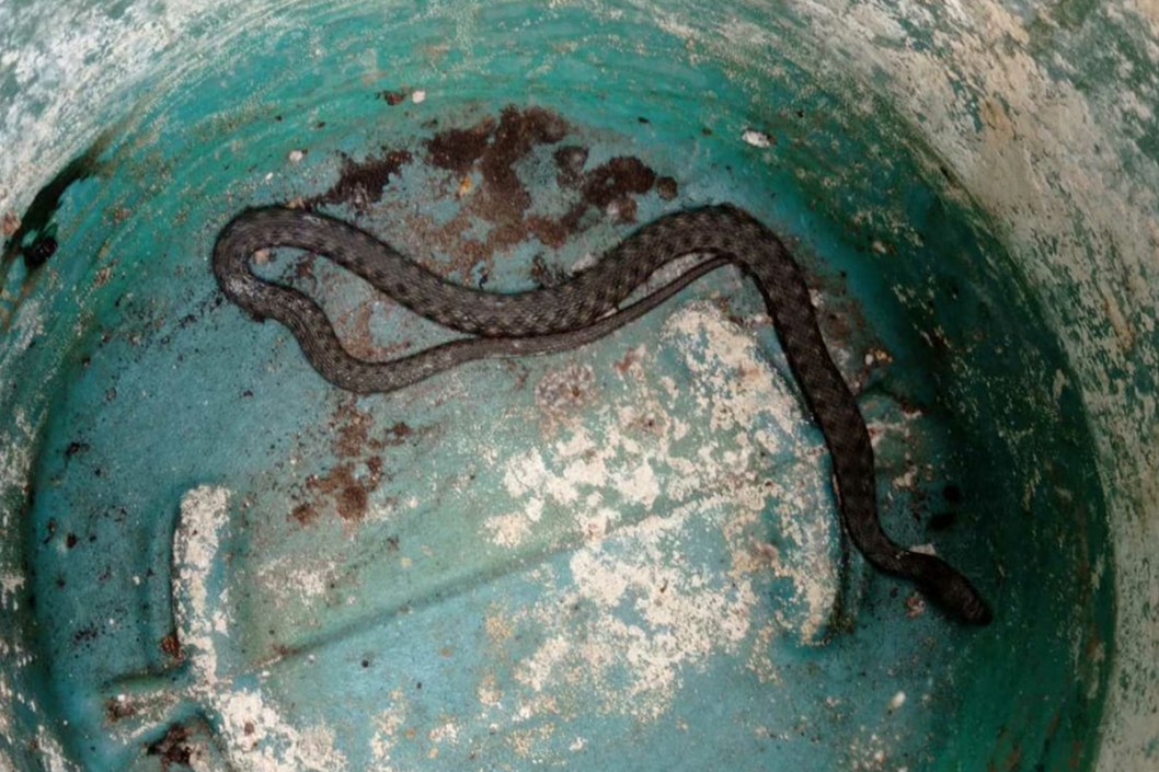 Днепр затопило, а на улице нашли метровую змею: ТОП-5 главных новостей недели - рис. 5