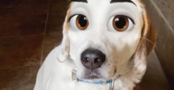 В сети появилась маска, превращающая собак в персонажей Disney - рис. 15