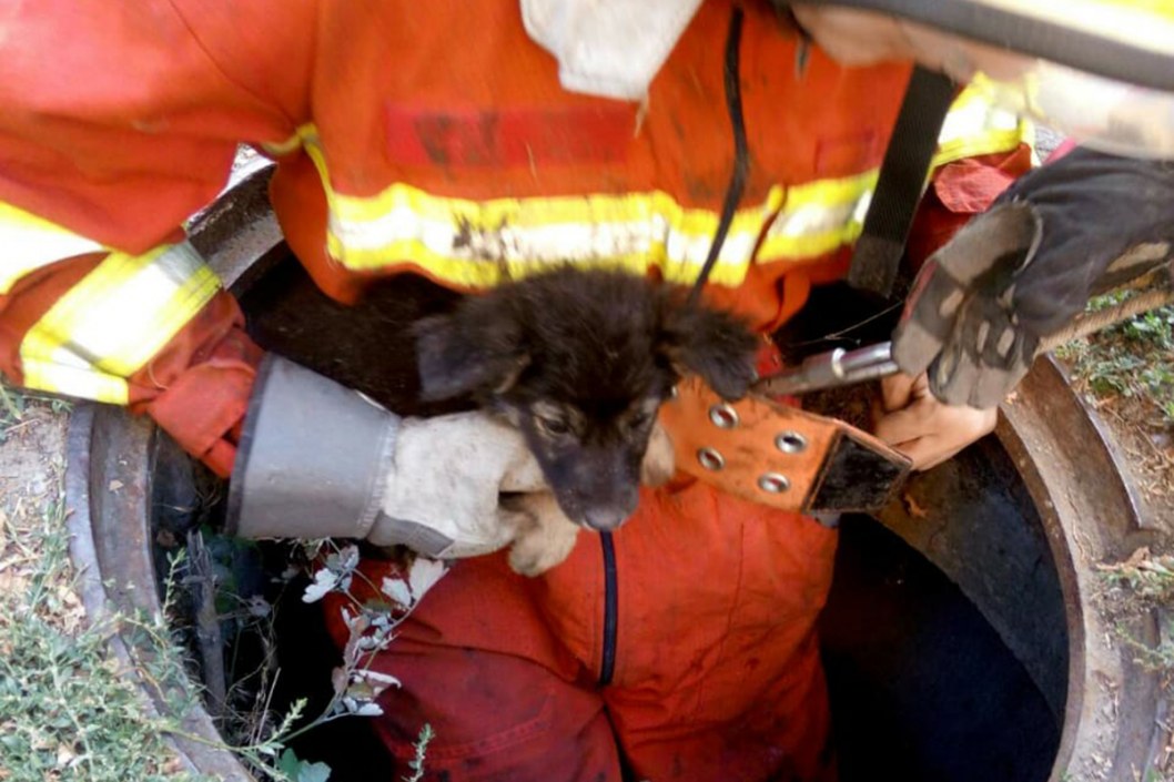 В Днепре спасатели доставали щенка из 6-метрового колодца - рис. 2