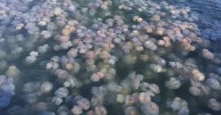 Нашествие медуз: в Азовском море появились "желейные острова" - рис. 12