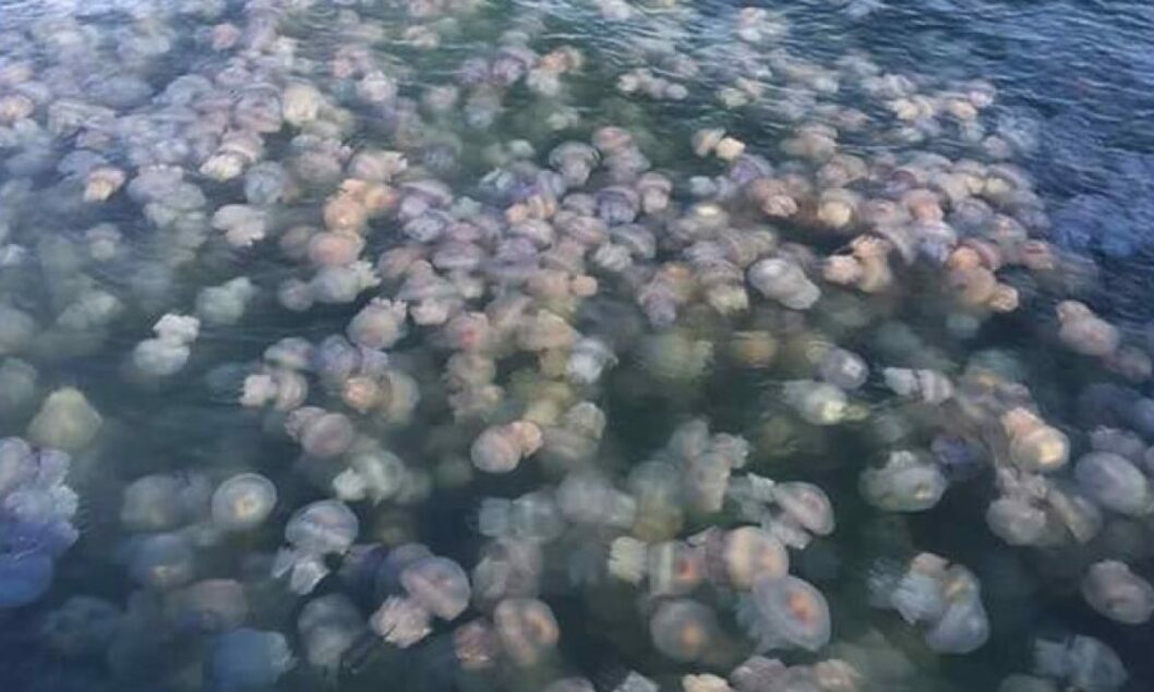 Нашествие медуз: в Азовском море появились "желейные острова" - рис. 1