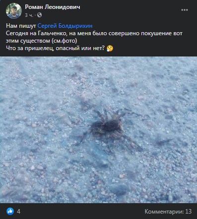 Опасно, но не смертельно: в Днепре на Тополе обнаружили огромного паука - рис. 1