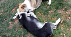 Спасают всем жилмассивом: в Днепре отравили известную собаку - рис. 9