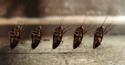 Тараканы и плесень: в общежитии Днепра жалуются на антисанитарные условия - рис. 13