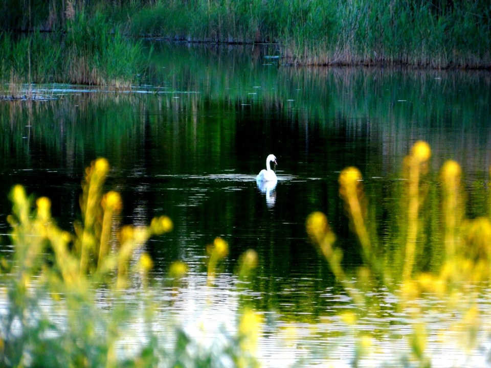 Гибнут раки и лебеди: под Днепром пересыхает река (ФОТО) - рис. 2