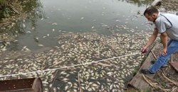 В Днепре в водоеме плавают сотни мертвых карасей - рис. 11