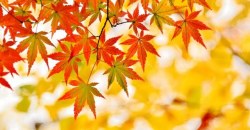 Какая погода будет в Днепре и области 21 сентября - рис. 13