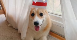 Собака в короне