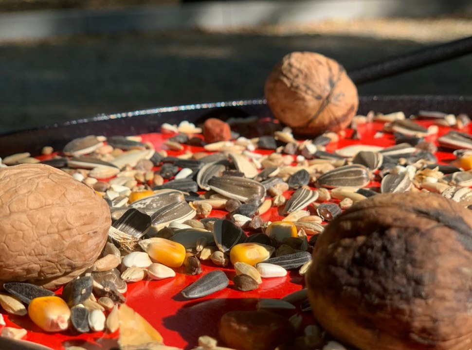 В днепровском парке появились космические кормушки для птиц - рис. 1