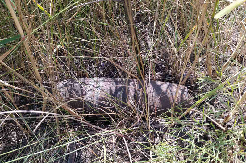 Опасная находка: на Днепропетровщине спасатели ликвидировали старый снаряд - рис. 1