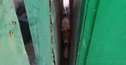 В Кривом Роге собака застряла между гаражами: пришлось вырезать дыру в стене - рис. 8