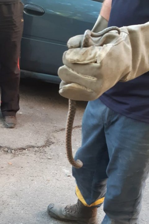 В Днепре мужчина нашел змею в гараже - рис. 2