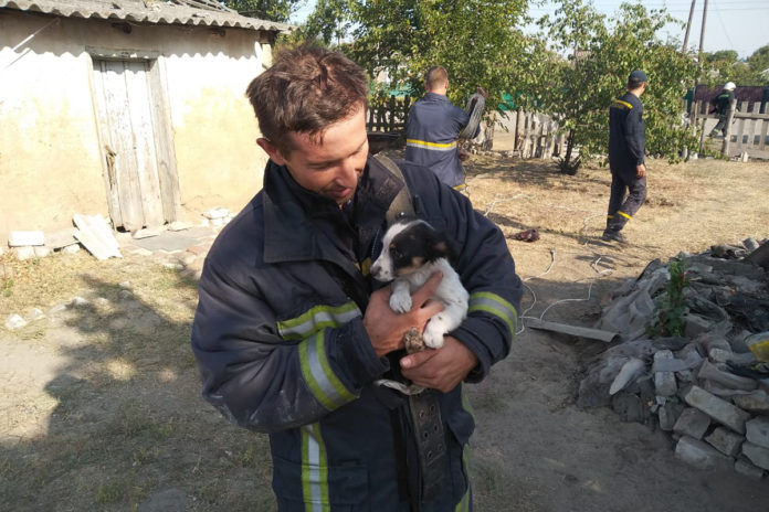 В Павлограде из глубокого колодца вытащили крохотного щенка - рис. 2