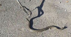 В Днепре на остановке транспорта поймали метровую змею - рис. 9