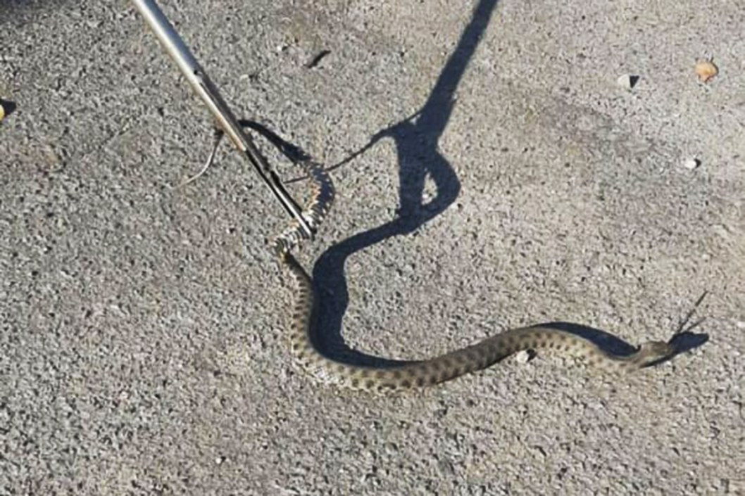 В Днепре на остановке транспорта поймали метровую змею - рис. 1