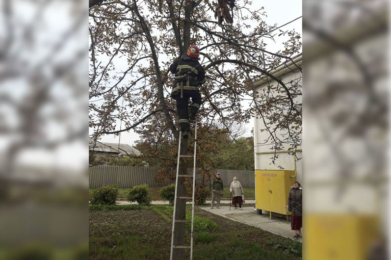 В Днепропетровской области спасатели целый день снимали котиков с деревьев (ФОТО) - рис. 1
