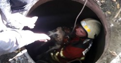 Днепровские спасатели освободили собак из ловушки - рис. 1