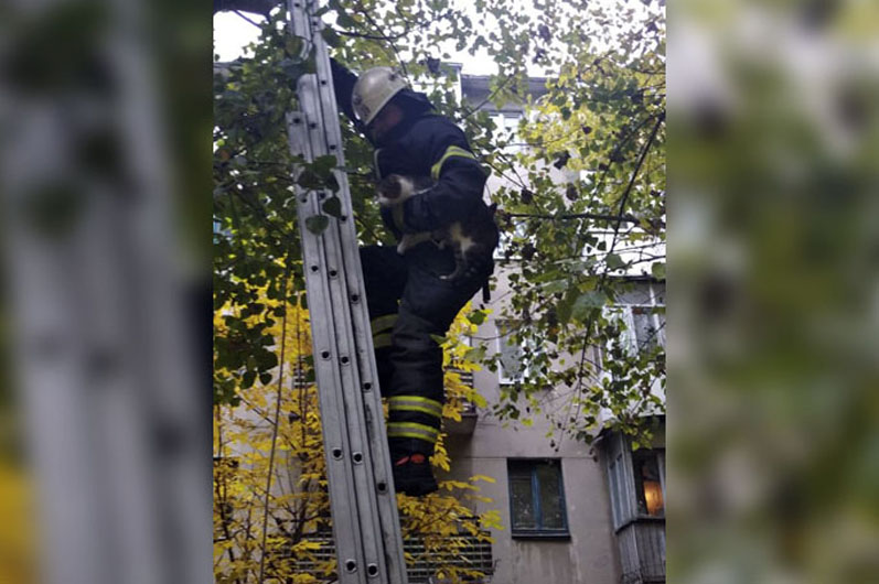 В Желтых Водах котик застрял на высоком дереве: помогли спасатели - рис. 1