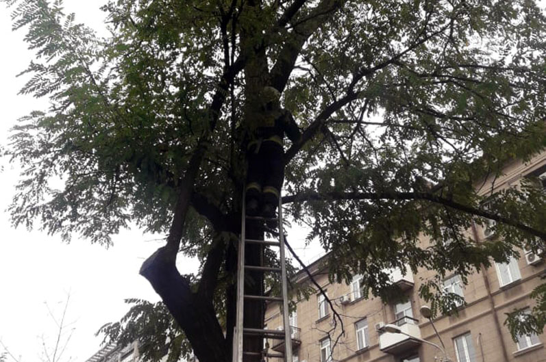 В Днепропетровской области спасатели целый день снимали котиков с деревьев (ФОТО) - рис. 3