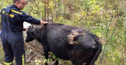 Попала в ловушку: в Каменском спасатели вытащили корову из двухметровой ямы - рис. 19