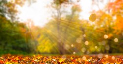 Какая погода будет в Днепре и области 1 ноября - рис. 15